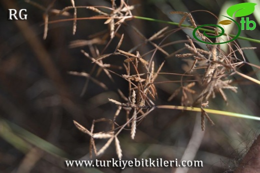 Marmaris-Muğla