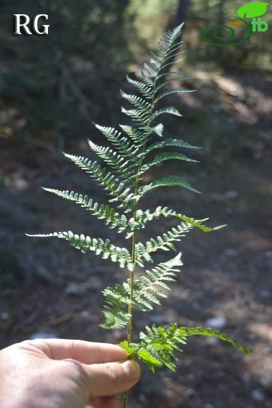 Babadağ-Fethiye