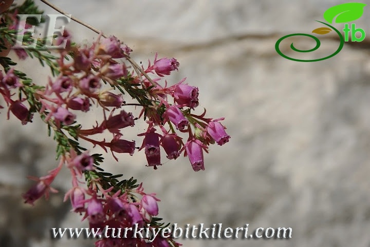 Elmalı-Kalkan