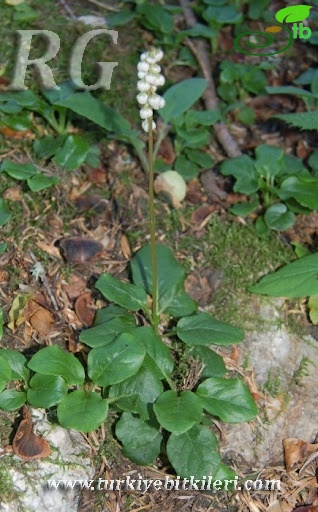 Gerede-Bolu