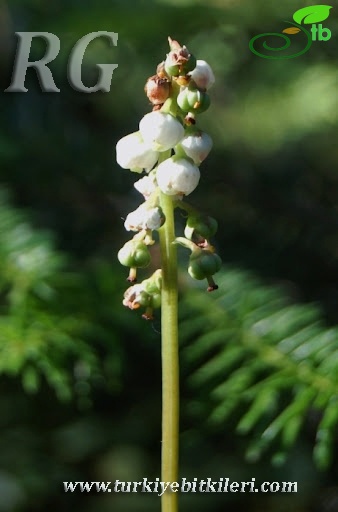 Gerede-Bolu