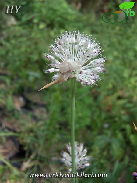 Subsp-guttatum-Uludağ-Bursa