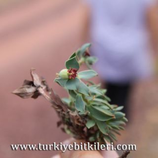 Sandras dağı-Köyceğiz