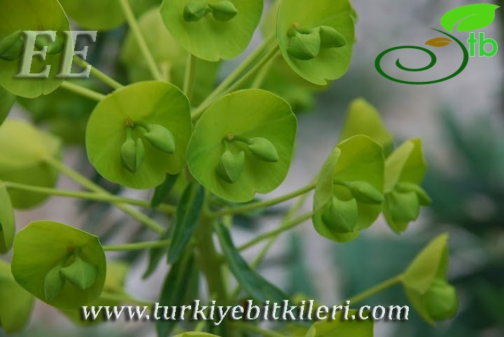 Elmalı-Antalya