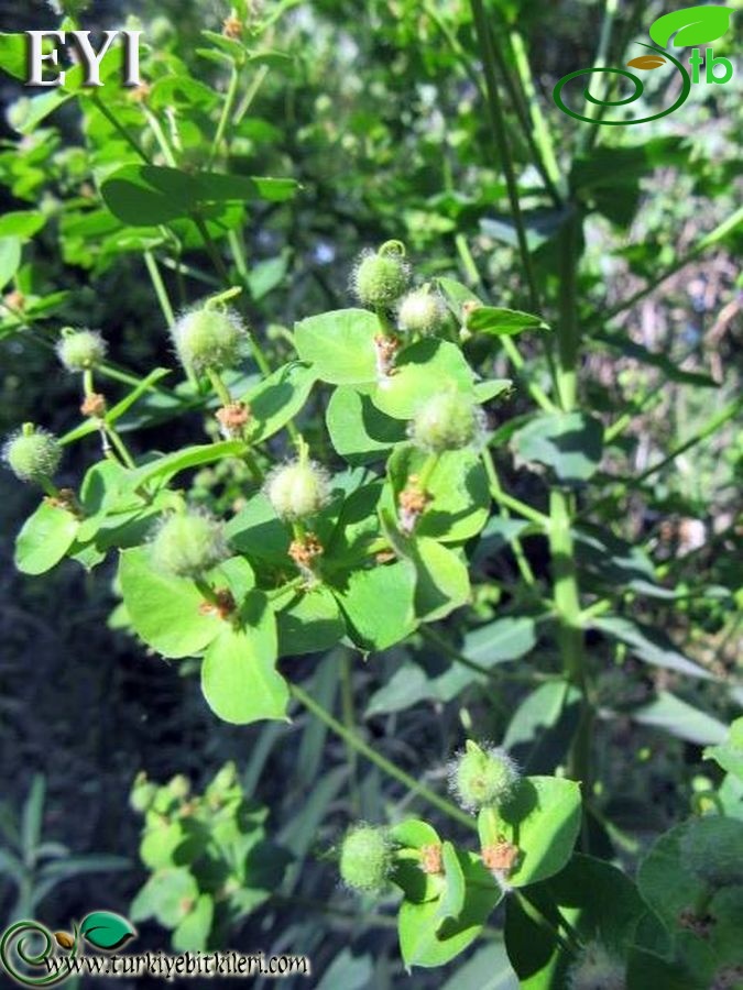 Ermenek