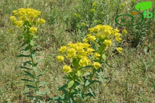 Yeniçağa-Bolu