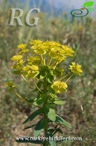 Yeniçağa-Bolu