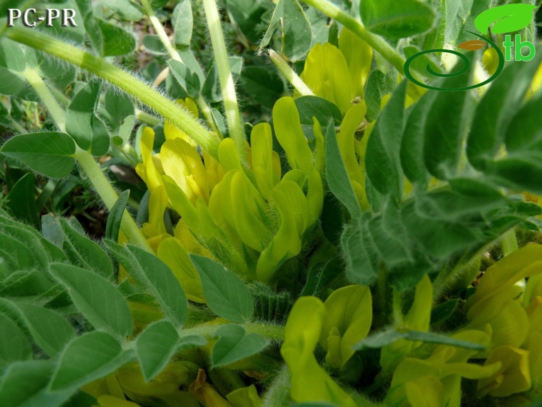 subsp. angustiflorus - Ağrı