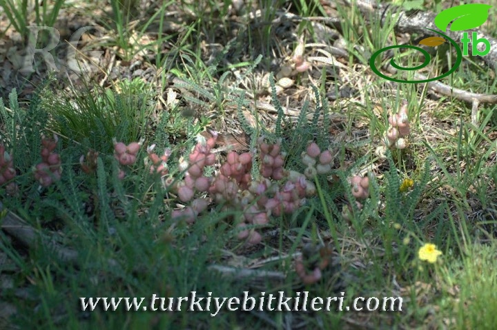 Küre dağları-Kastamonu