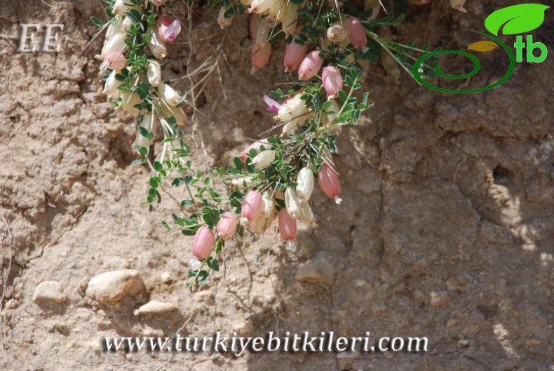 Mardin