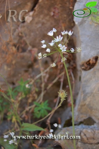 Köyceğiz