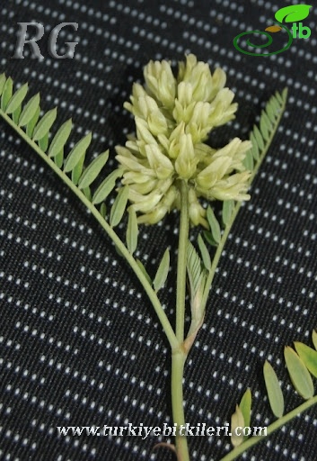 Yeniçaga-Bolu