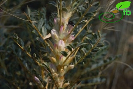 var. tmoleus-Bozdağ-İzmir