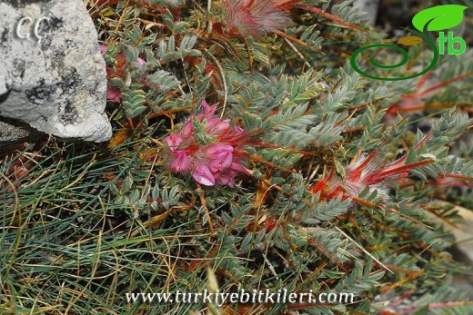 var. tmoleus-Nifdağı-İzmir