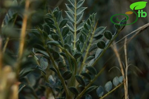 var. tmoleus-Bozdağ-İzmir