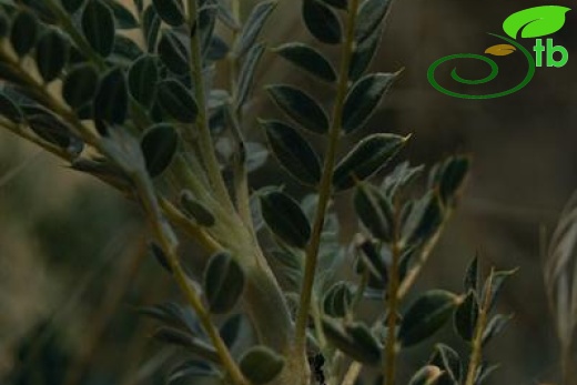 var. tmoleus-Bozdağ-İzmir
