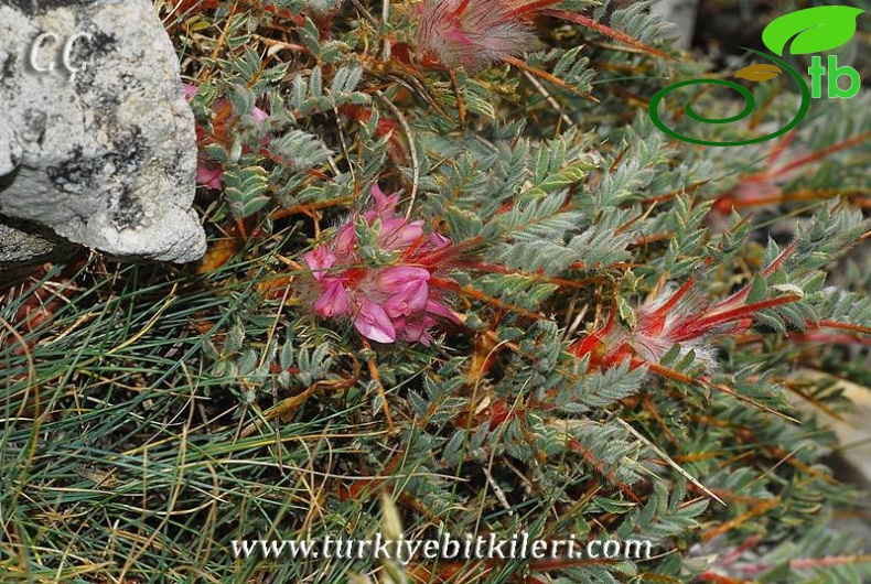 var. tmoleus-Nifdağı-İzmir