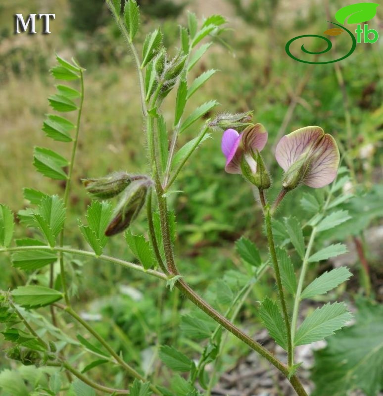 Artvin