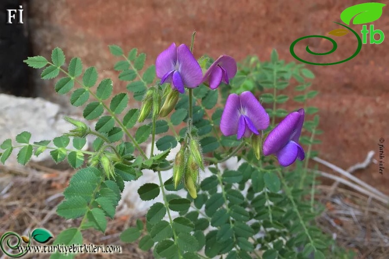 var. floribundum-Mersin