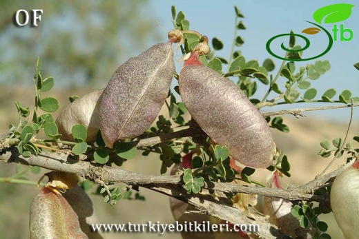 İsrail