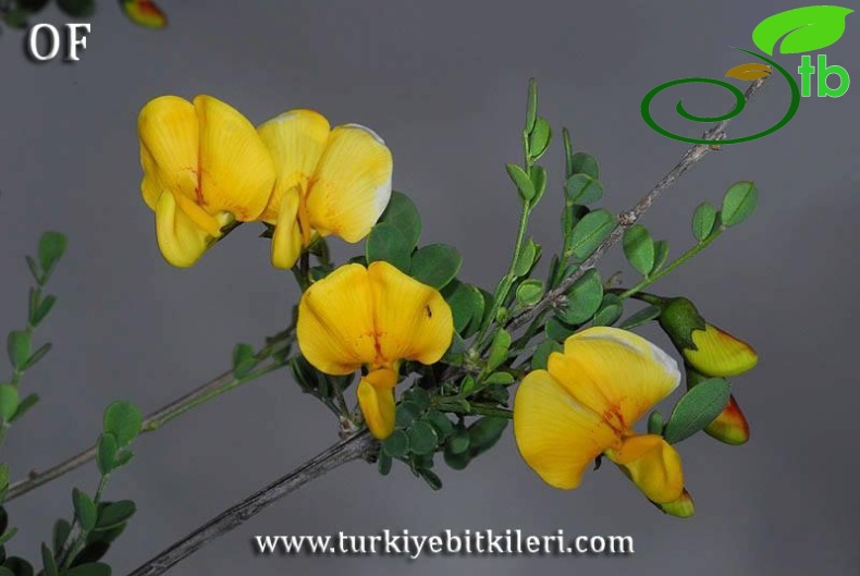 İsrail