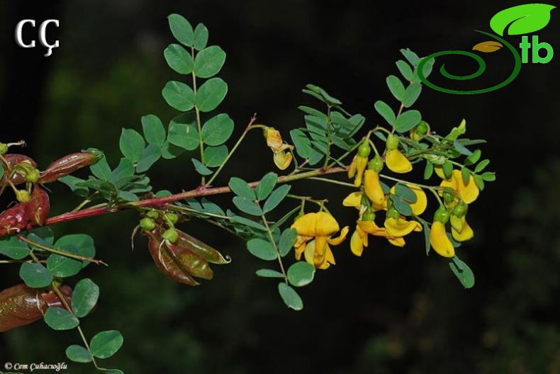 subsp. davisiana