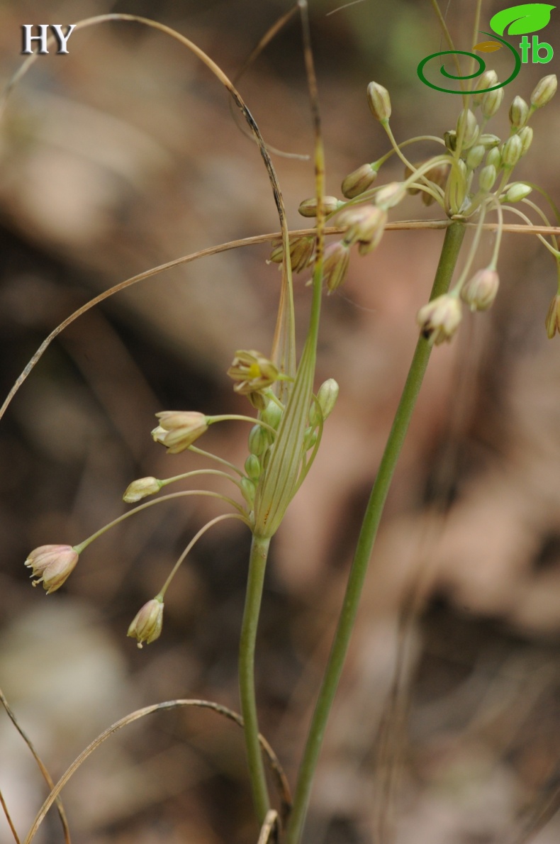 subsp. paniculatum- İzmir