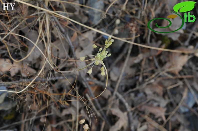 subsp. paniculatum- İzmir