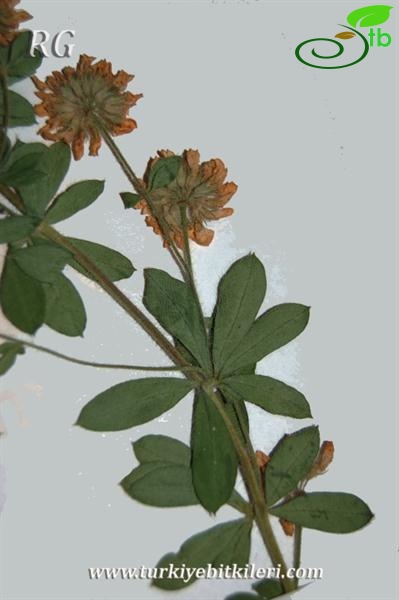 Bolu
