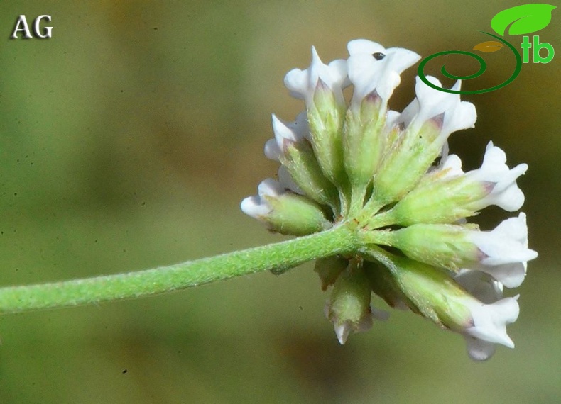 subsp. herbaceum-Samsun