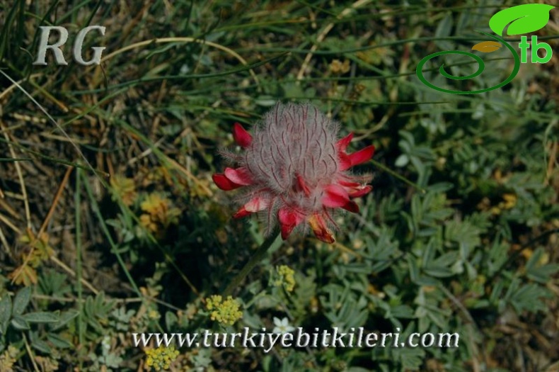 Dirmil-Fethiye