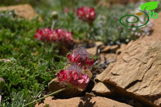 Sandras dağı