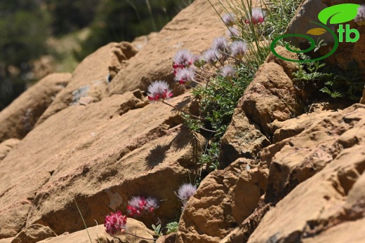 Sandras dağı