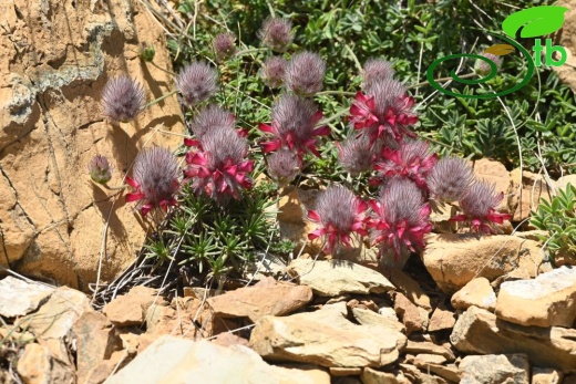 Sandras dağı