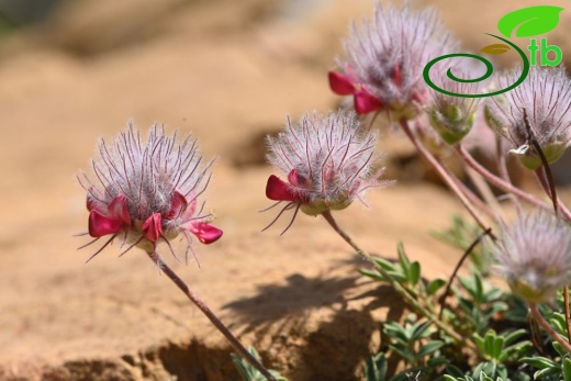 Sandras dağı