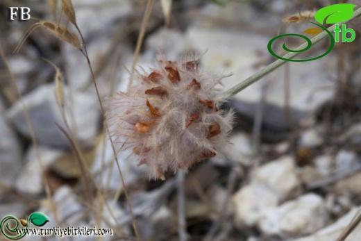 var reesei-Boncuk dağları-Burdur