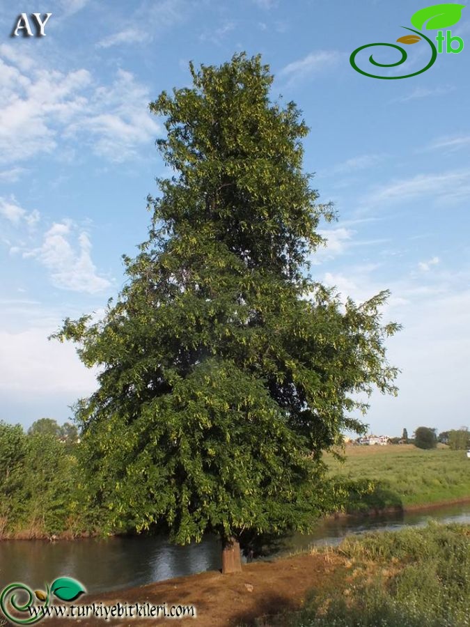 Edirne