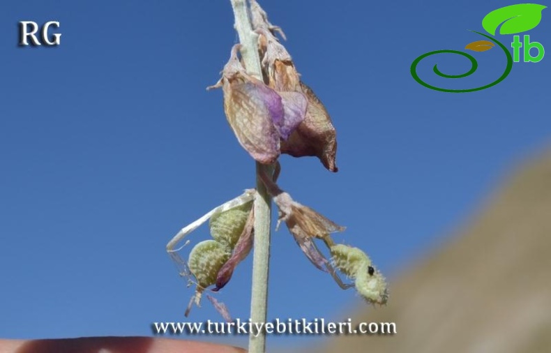 Kemah-Erzincan