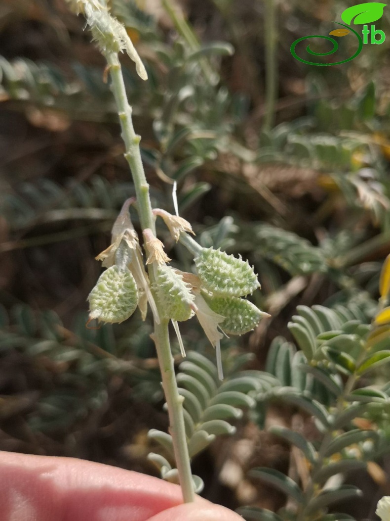 subsp. varium-Eskişehir