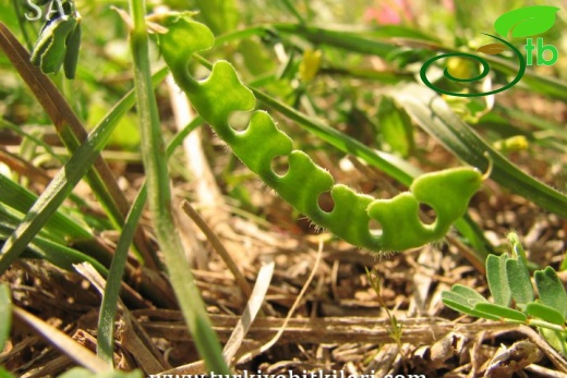 subsp. unisiliquosa