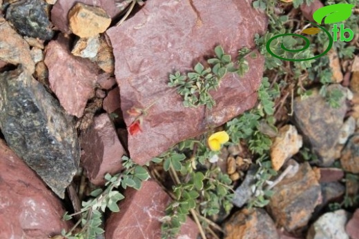 var alpinus-Sandras dağı