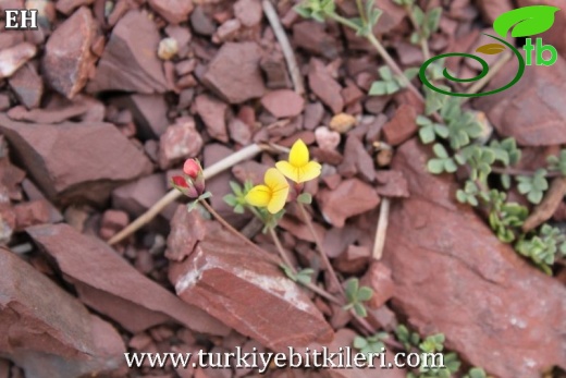 var alpinus-Sandras dağı