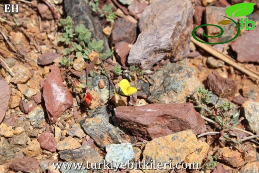 var alpinus-Sandras dağı