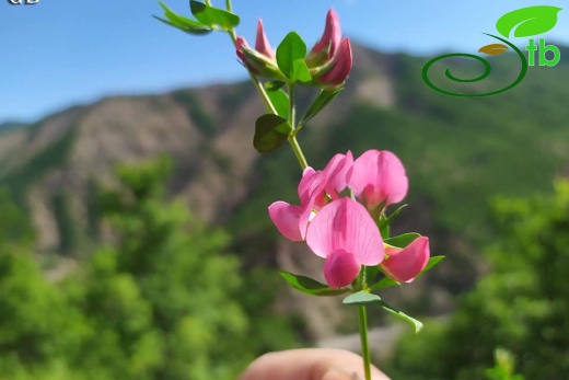 Tunceli