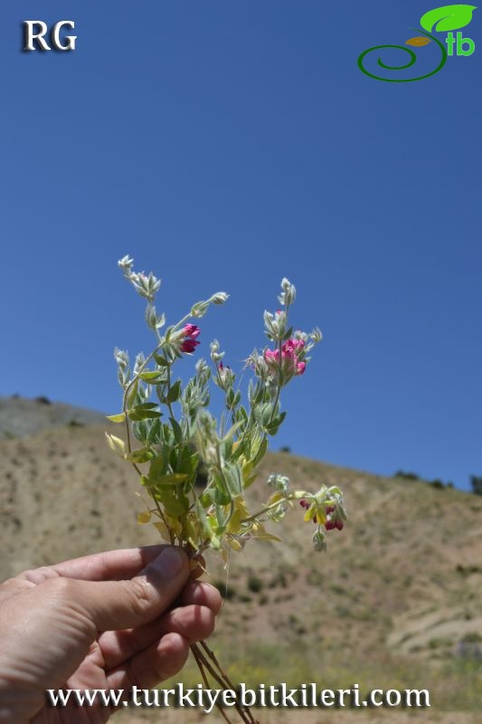 ssp anthylloides-Divriği-Sivas