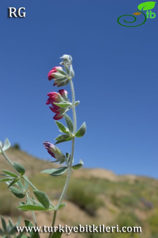 ssp anthylloides-Divriği-Sivas