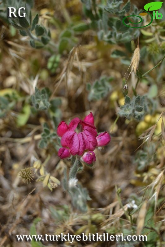 ssp anthylloides-Divriği-Sivas