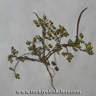 Yunak-Konya