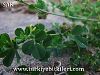 var.vulgaris-Datça-Muğla