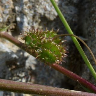 var. vulgaris- İzmir